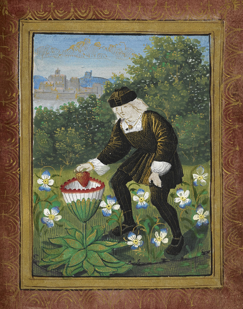 Strawberrys In The 1500's