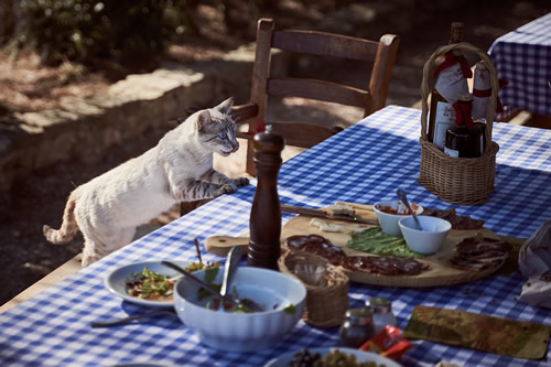 Yikes!  Cats in charge of dinner....!